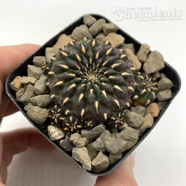 Sulcorebutia heinzii