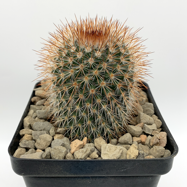 Mammillaria spinosissima for sale at East Austin Succulents