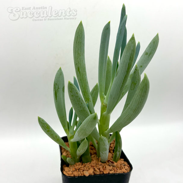 Senecio mandraliscae