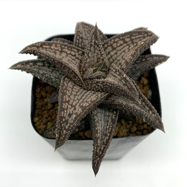 Haworthia 'kin tai kyou' East Austin Succulents