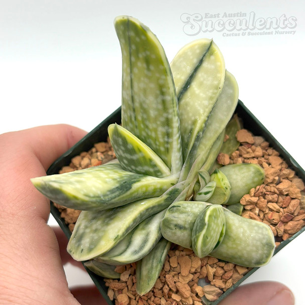 Gasteria disticha variegata