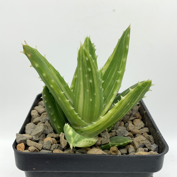 Aloe nobilis variegata for sale at East Austin Succulents