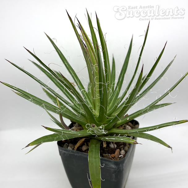 Agave filifera var. schidigera for sale at East Austin Succulents