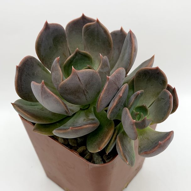 Echeveria sanyatwe