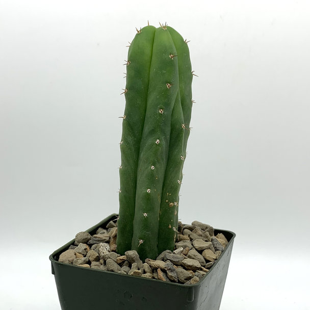 Trichocereus peruvianus x 'SS02' for sale at East Austin Succulents