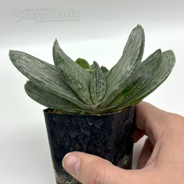 Gasteria 'Sakura Fuji'