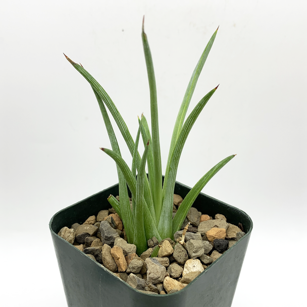Agave stricta for sale at East Austin Succulents