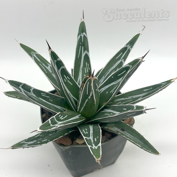 Agave victoriae-reginae