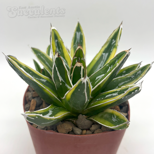 Agave 'Kizan'