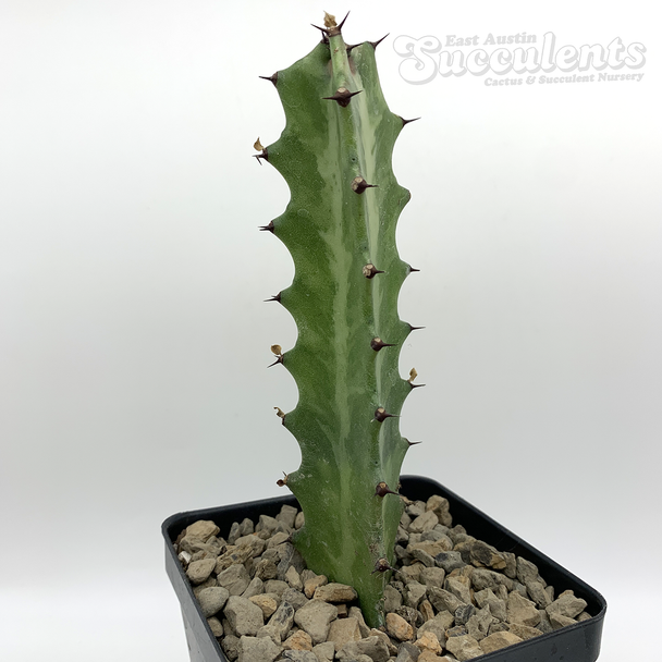 Euphorbia lactea [Small] for sale at East Austin Succulents