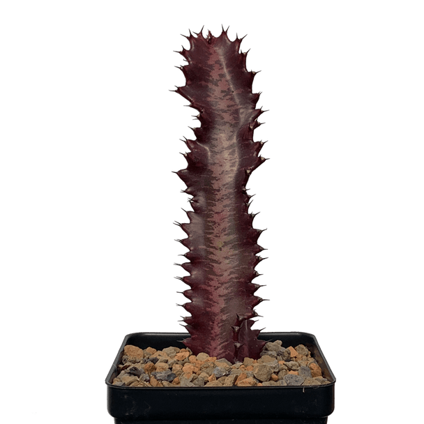 Euphorbia trigona monstrose 'Twisted Rubra'