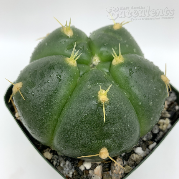 Gymnocalycium horstii for sale at East Austin Succulents