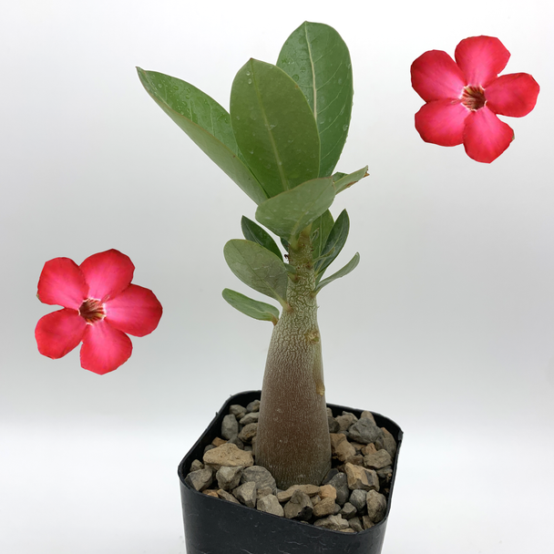 Adenium "Bouquet"