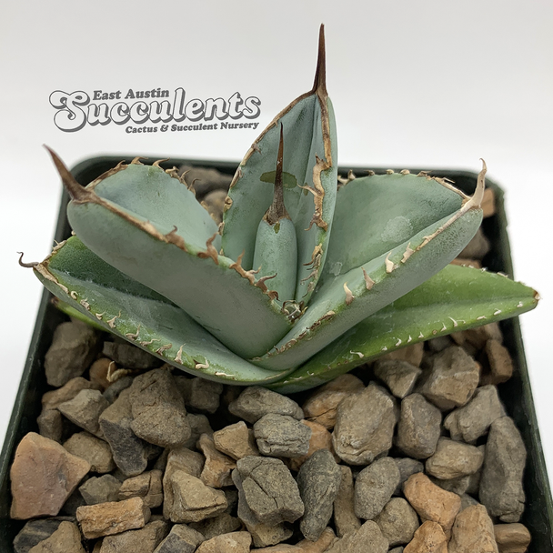 Agave titanota 'White Ice'