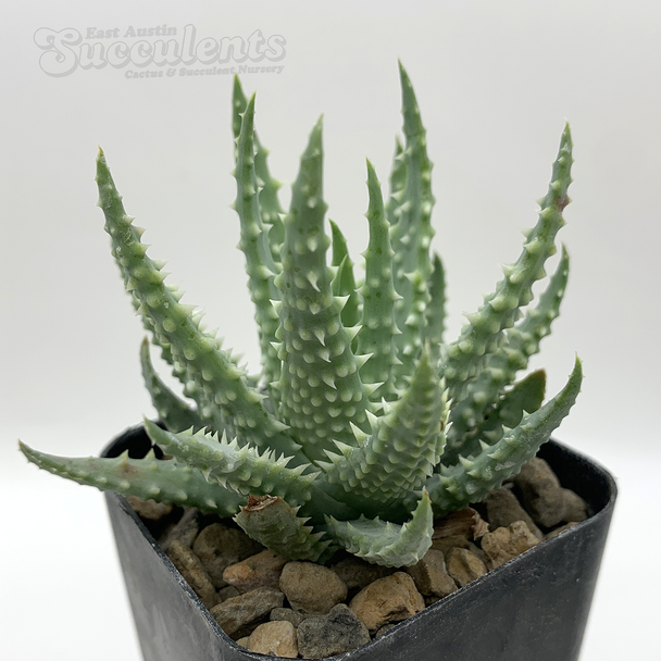 Aloe pratensis x humilis