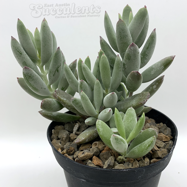 Cotyledon orbiculata 'Happy Day' for sale at East Austin Succulents
