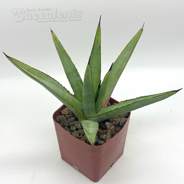 Agave 'Blue Emperor'