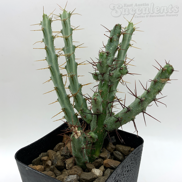 Euphorbia cuprispina for sale at East Austin Succulents