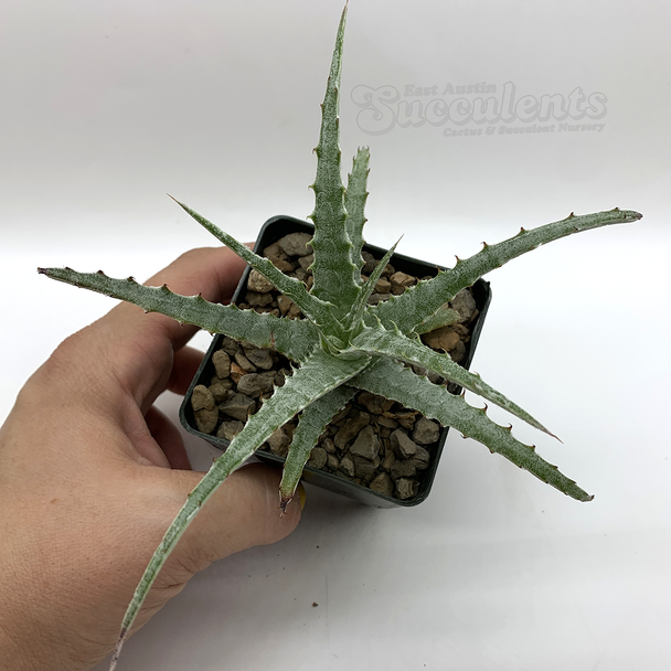 Hechtia sp. 'Rio Zapotitian' for sale at East Austin Succulents