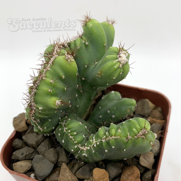 Cereus monstrose 'Coral Wave' for sale at East Austin Succulents