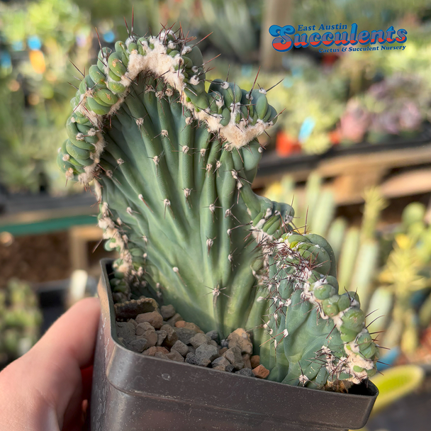 Cereus monstrose 'Coral Wave' for sale at East Austin Succulents