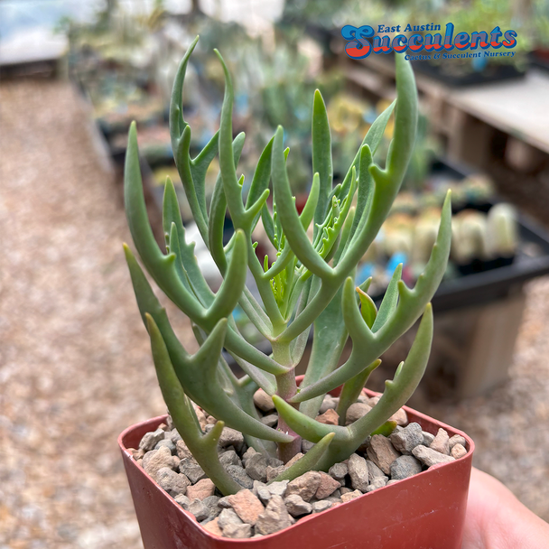 Kalanchoe laciniata 'Christmas Tree'