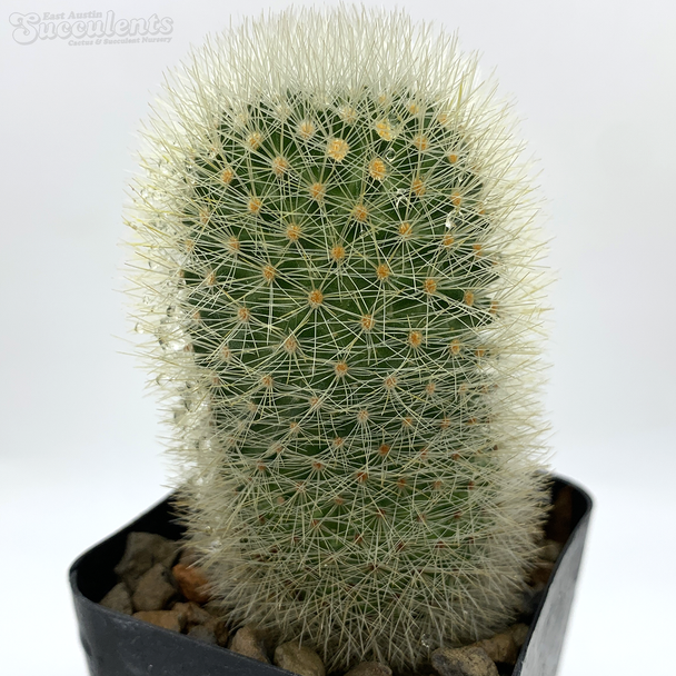 Mammillaria spinosissima f. tepoztlanensis for sale at East Austin Succulents