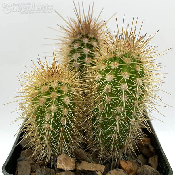 Pachycereus pringlei cluster