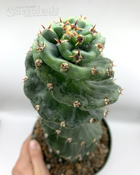 Cereus forbesii 'Spiralis'