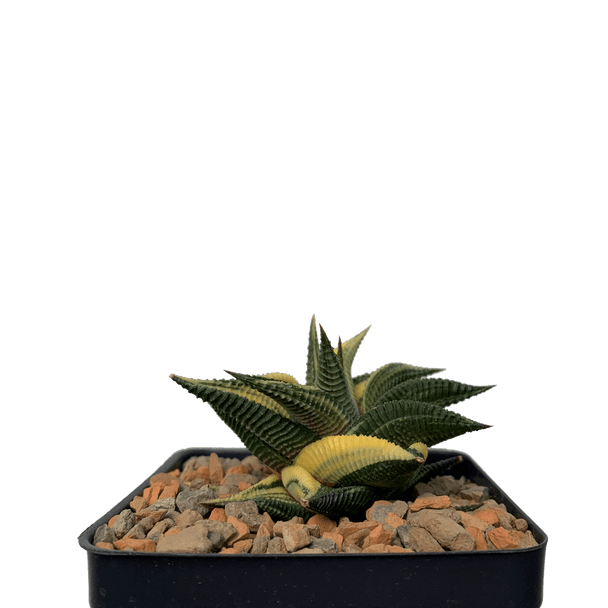 Haworthiopsis limifolia variegata