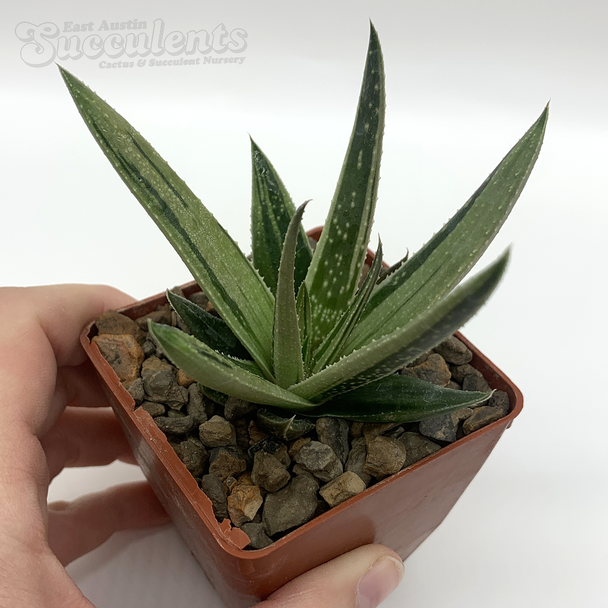 Gasteria "kaleidoscope"