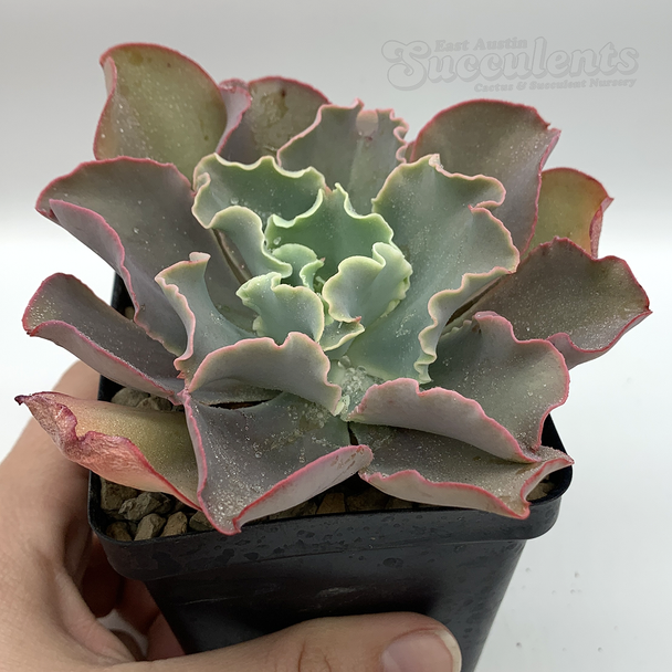 Echeveria gibbiflora giant blue for sale at East Austin Succulents