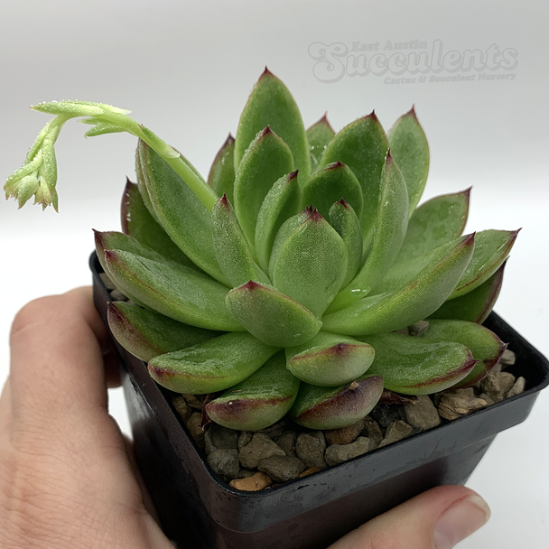 Echeveria agavoides 'Fiesta' for sale at East Austin Succulents
