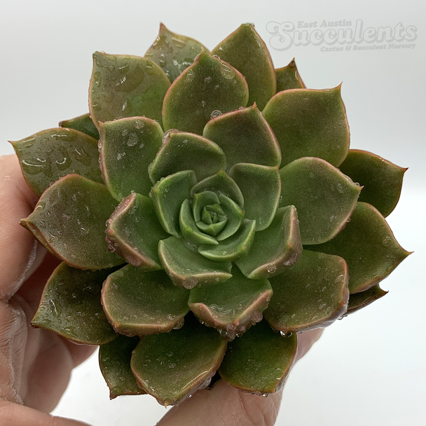 Echeveria 'Ebony Mendozae' for sale at East Austin Succulents