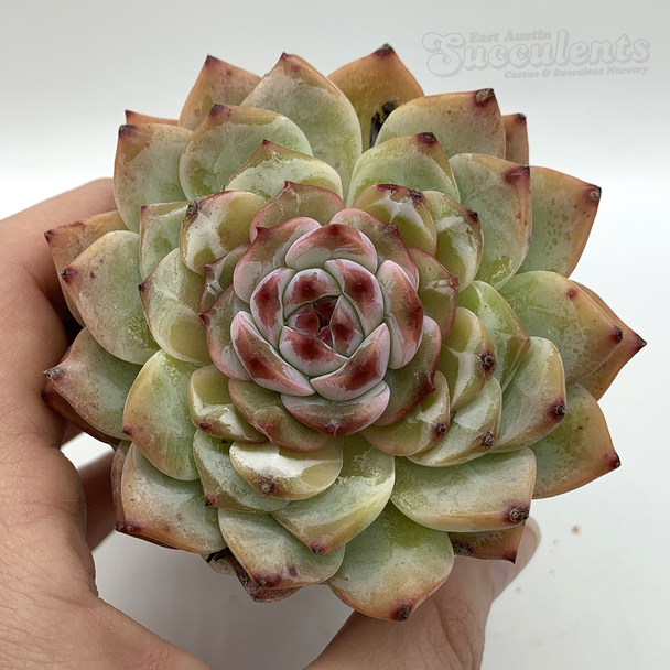 Echeveria 'Eyeliner' for sale at East Austin Succulents