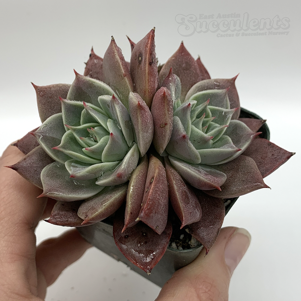 Echeveria 'Linn Jeanna' for sale at East Austin Succulents