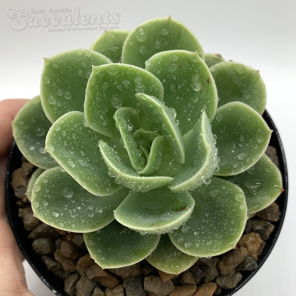 Echeveria 'Lemon Lime' for sale at East Austin Succulents