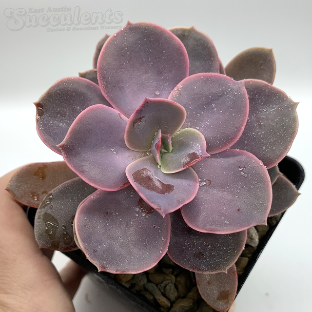 Echeveria 'Linn' for sale at East Austin Succulents