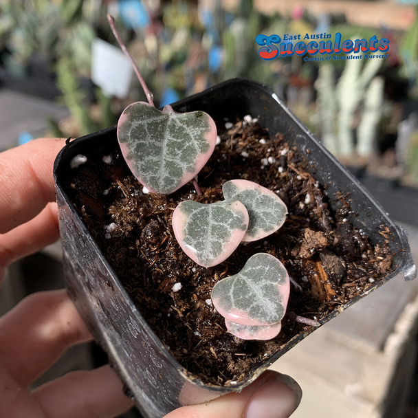 Ceropegia woodii 'String of Hearts' Variegated