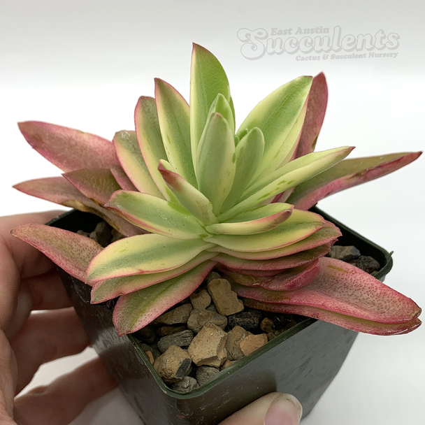 Crassula capitella 'Campfire Crassula' for sale at East Austin Succulents