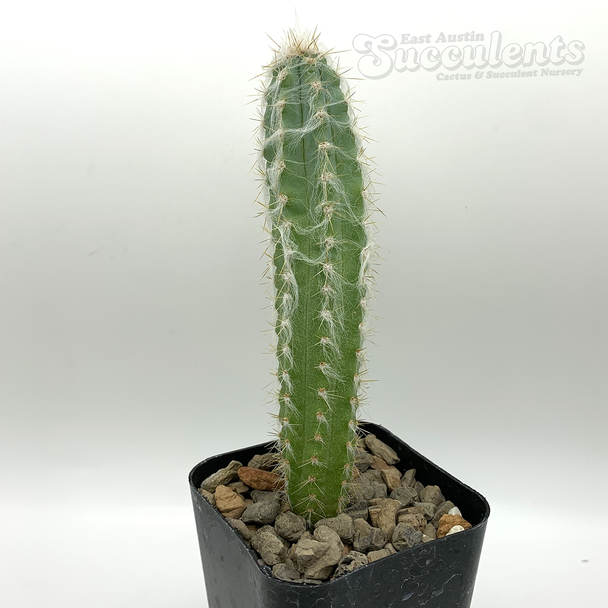 Pilosocereus palmeri