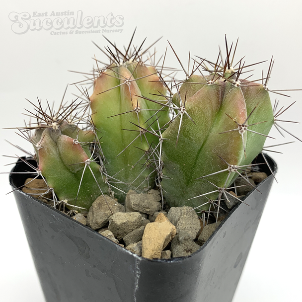 Stenocereus pruinosus cluster