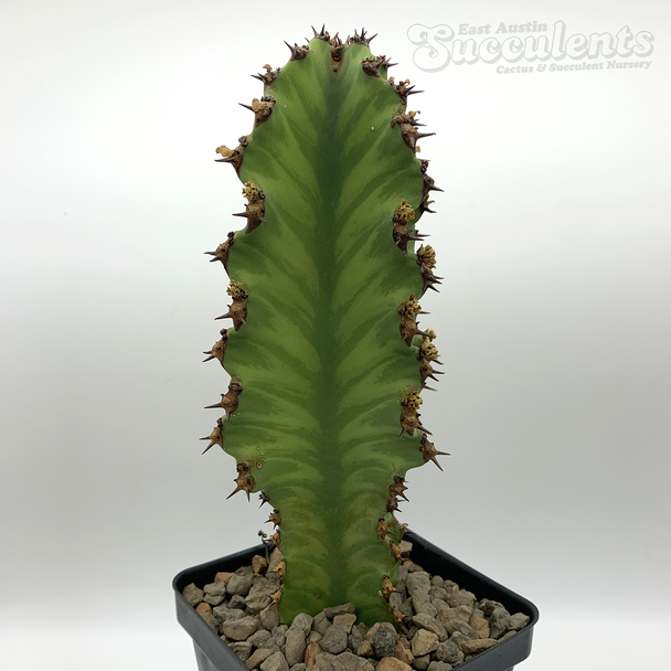 Euphorbia watusi