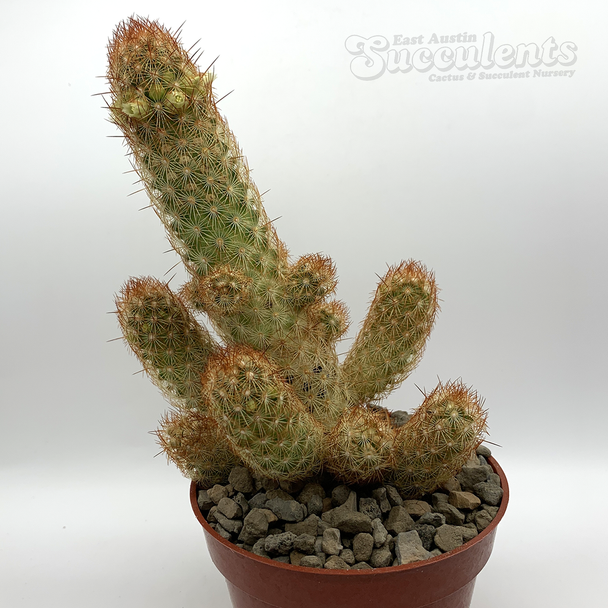 Mammillaria elongata cristata 'Copper King'