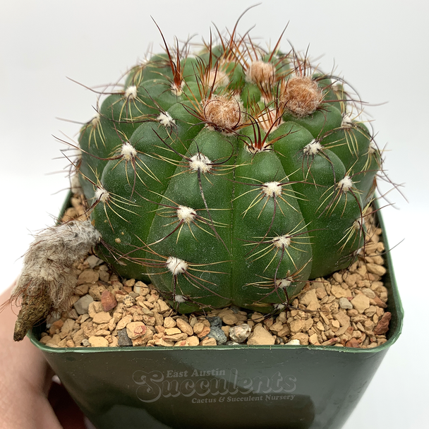 Notocactus otoni aigua