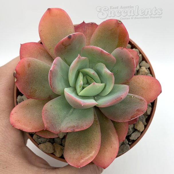 Echeveria 'Violet'