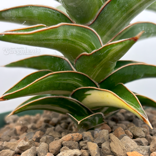 Sansevieria lavranos variegated