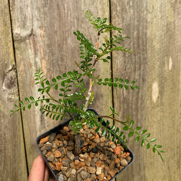 Operculicarya pachypus
