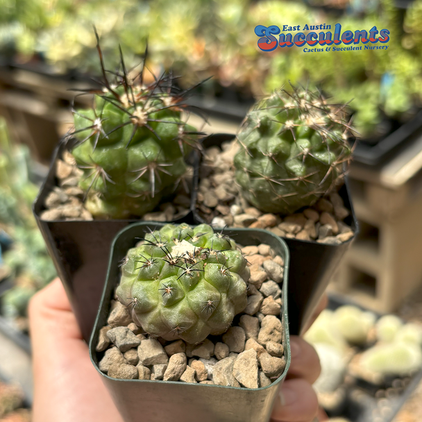 Copiapoa hybrid 3 pack
