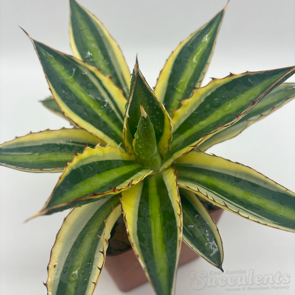 Agave lophantha quadricolor